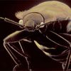 Waldorf-Astoria Bedbug Horror Story, Plus <em>Deadly</em> Bedbugs!